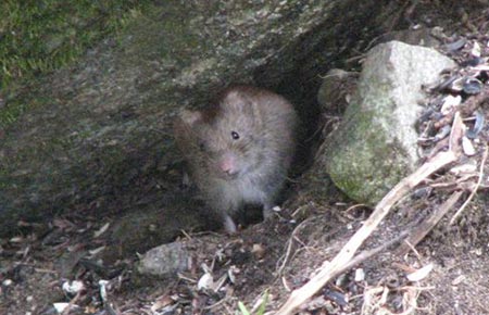 Photo of a Northern Red-backed Vole