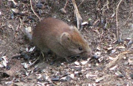 Photo of a Northern Red-backed Vole