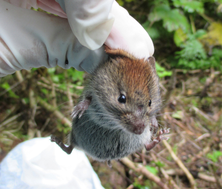 Photo of a Northern Red-backed Vole