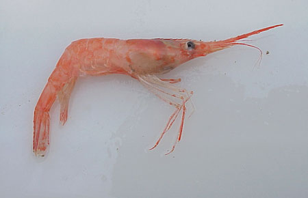 Photo of a Northern Shrimp