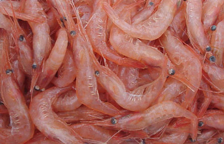 Photo of a Northern Shrimp