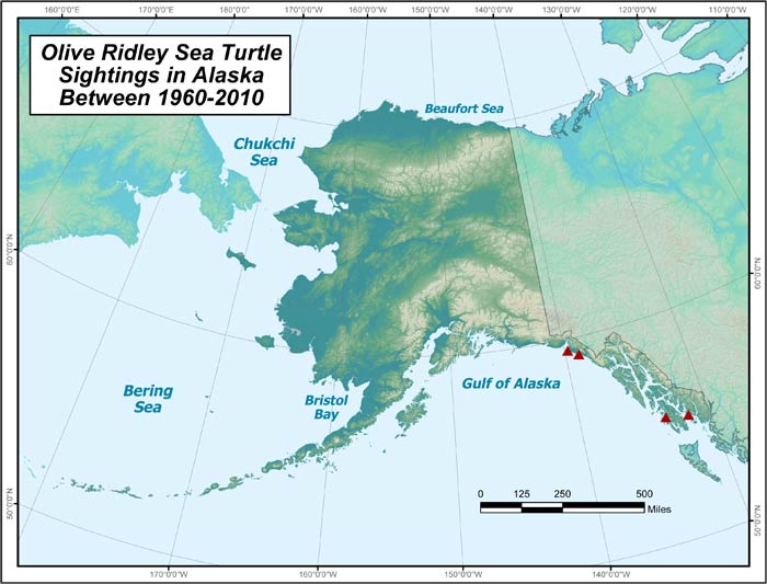 Range map of Olive Ridley Sea Turtle in Alaska