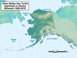 Olive Ridley Sea Turtle range map