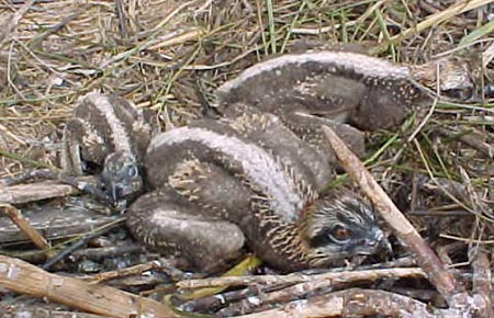 Photo of a Osprey