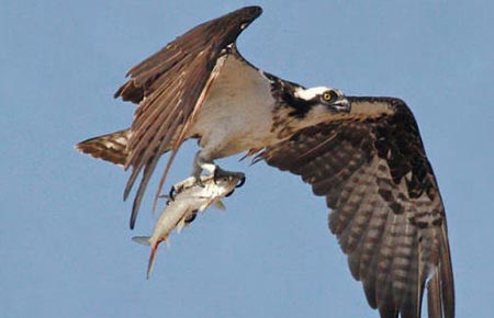 Photo of an Osprey