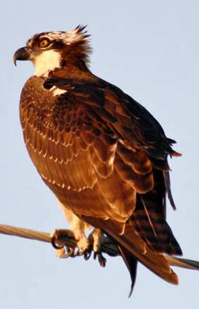 Photo of a Osprey