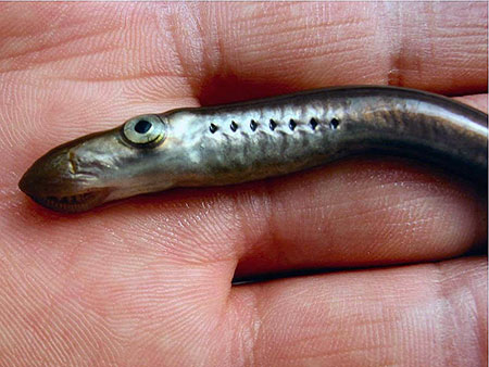 Photo of a Pacific Lamprey