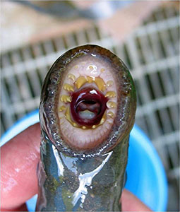 Photo of a Pacific Lamprey