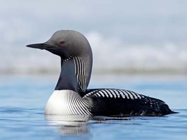 Photo of breeding Pacific Loon by Tyler Ficker / Macaulay Library