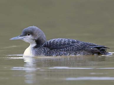 Photo of a Pacific Loon
