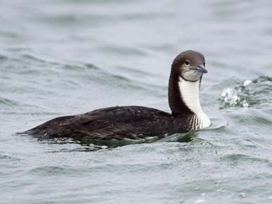 Photo of a Pacific Loon
