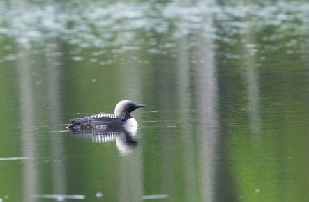 Photo of a Pacific Loon