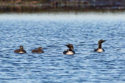 Photo of a Pacific Loon