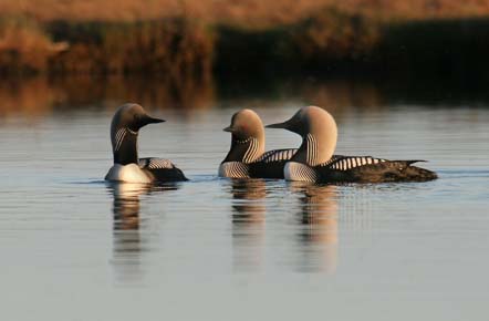 Photo of a Pacific Loon