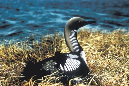 Photo of a Pacific Loon