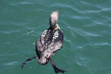 Photo of a Pacific Loon