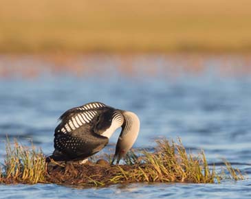 Photo of a Pacific Loon