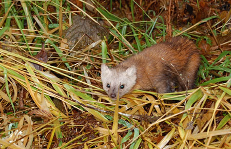 Northern Collared Lemming Species Profile, Alaska Department of Fish and  Game