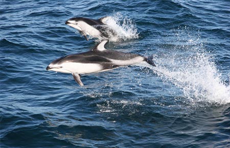 Photo of a Pacific White-sided Dolphin