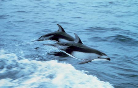 Photo of a Pacific White-sided Dolphin