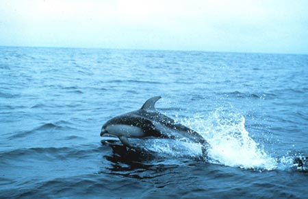 Photo of a Pacific White-sided Dolphin