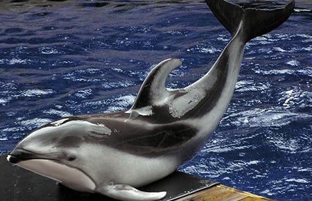 Photo of a Pacific White-sided Dolphin