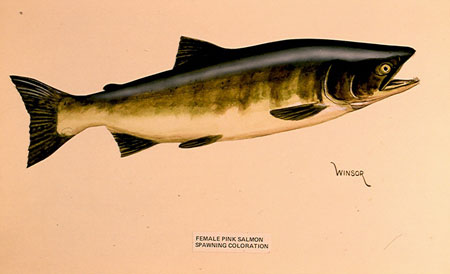 Pink Salmon Photo Gallery, Alaska Department of Fish and Game