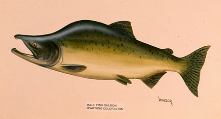 Photo of a Pink Salmon