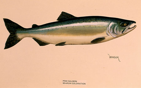 Photo of a Pink Salmon