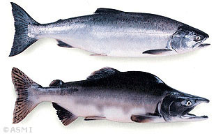 Photo of a Pink Salmon