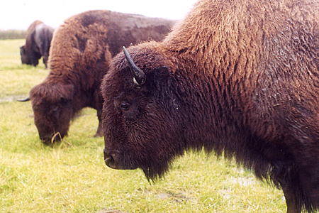 Photo of a Plains Bison