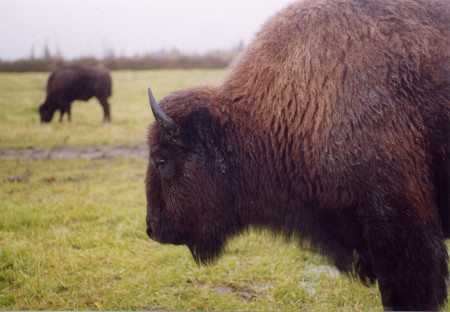 Photo of a Plains Bison