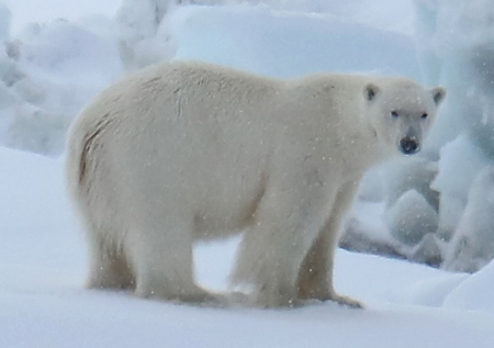 Photo of a Polar Bear