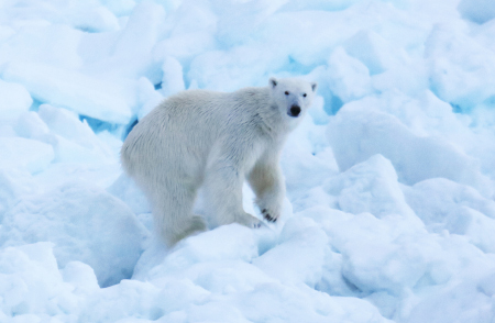 Photo of a Polar Bear