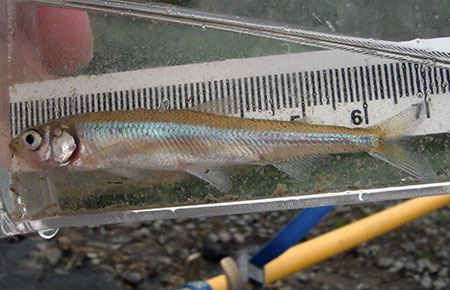 Pond Smelt Species Profile, Alaska Department of Fish and Game