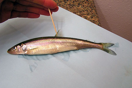 Rainbow Smelt Species Profile, Alaska Department of Fish and Game