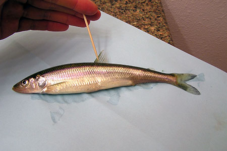 Photo of a Rainbow Smelt