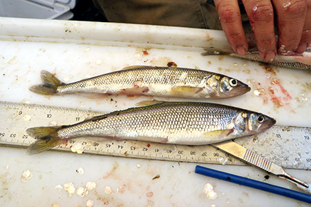 Photo of a Rainbow Smelt