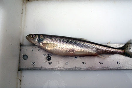 Photo of a Rainbow Smelt