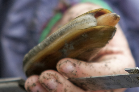 Razor Clam Photo Gallery, Alaska Department of Fish and Game