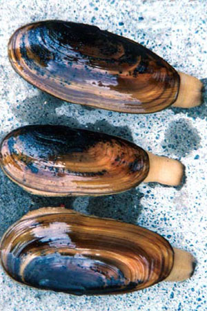 Photo of a Razor Clam