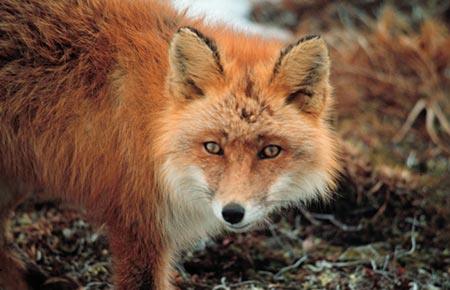 Photo of a Red Fox