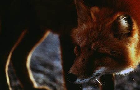 Photo of a Red Fox