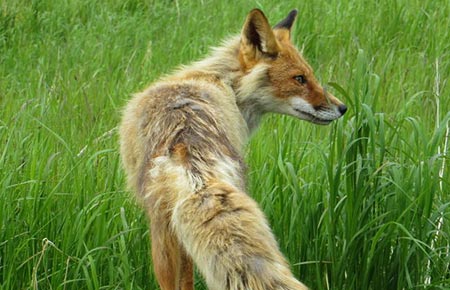 Photo of a Red Fox