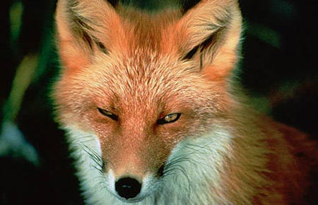 Photo of a Red Fox