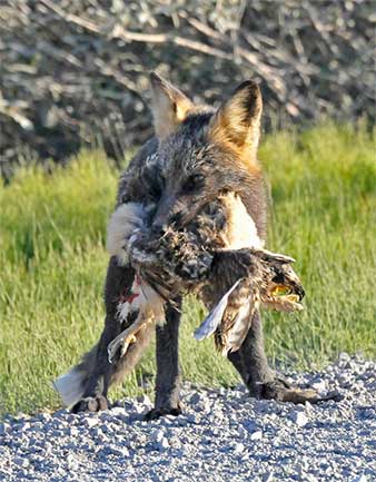 Photo of a Red Fox