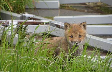 Photo of a Red Fox