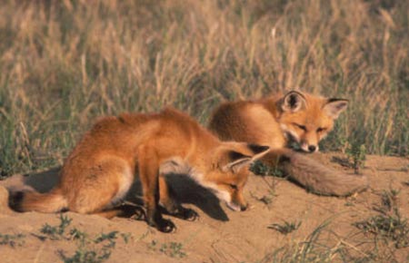 Photo of a Red Fox