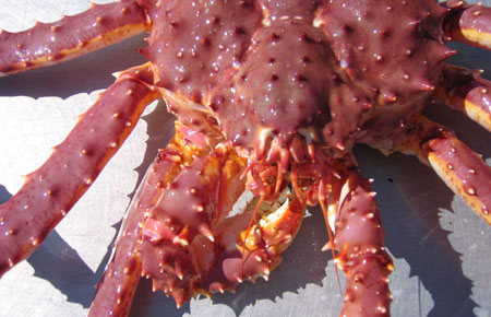 Photo of a Red King Crab