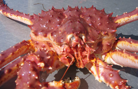 Red King Crab Species Profile, Alaska Department of Fish and Game